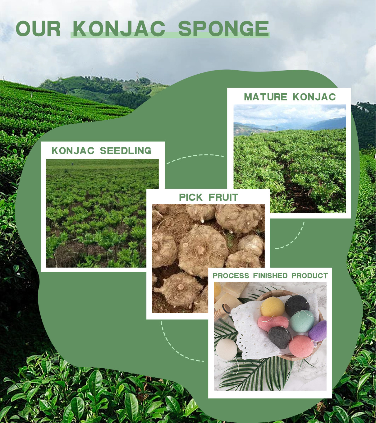 τελευταία εταιρεία περί Konjac τα σφουγγάρια προέρχονται από το βολβό Konjac εγκαταστάσεων